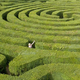 Image for article titled Cheaters Are Using Their iPhones to Cheat Their Cheatin' Way Out of Hedge Mazes